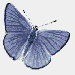 Motýl-animace.gif